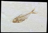 Bargain Diplomystus Fossil Fish - Wyoming #51797-1